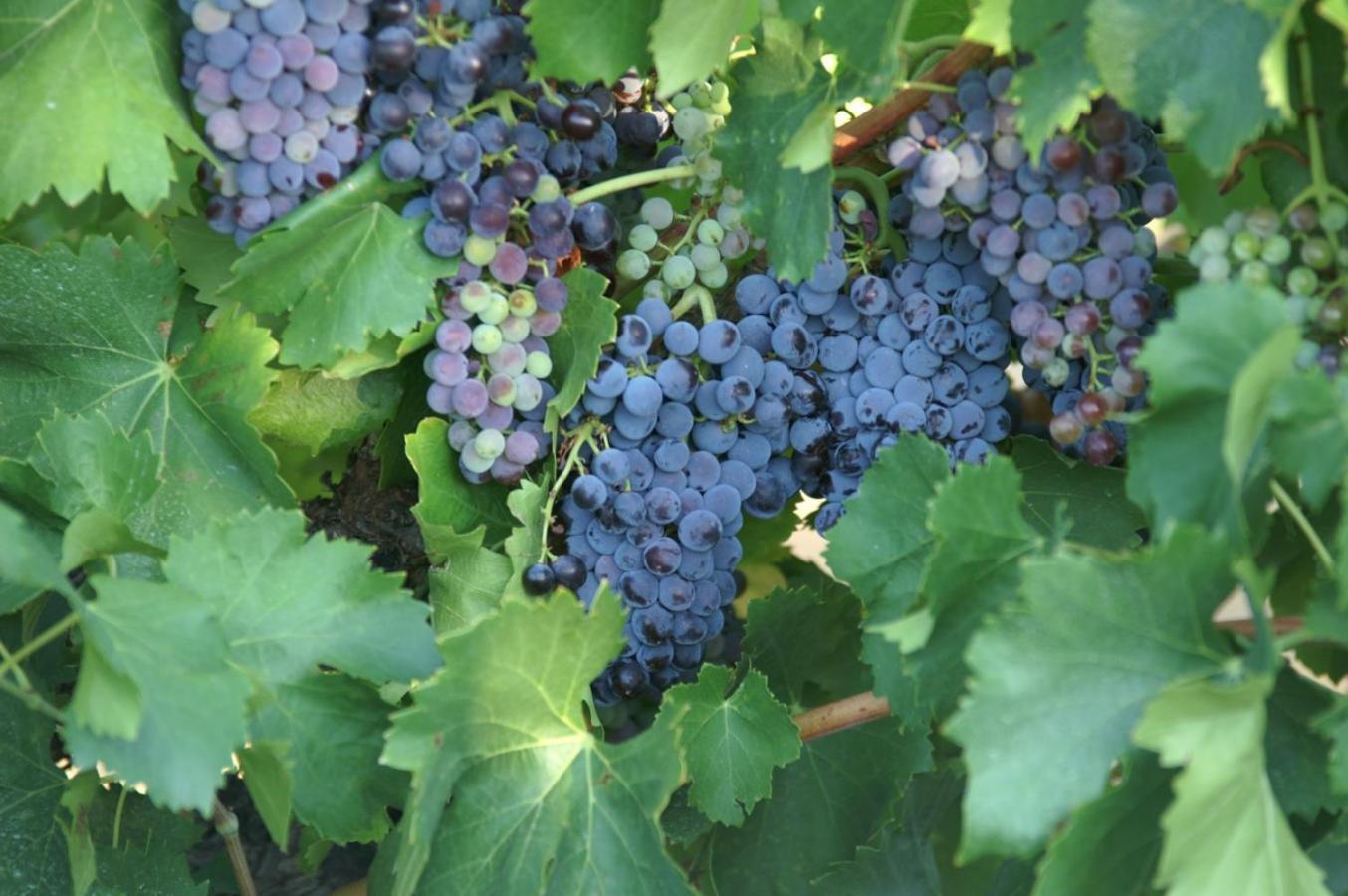 Saint Paul Le Marseillais Gites Meze Ngoại thất bức ảnh